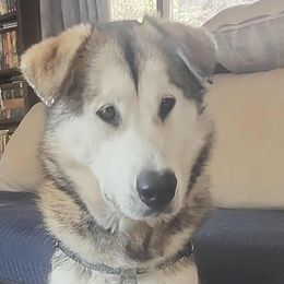 Pink collar girl - Sable and white female Alaskan Malamute puppy in Grayson County, Virginia from River Bend Malamutes