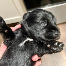 Beatrice - Black female Miniature Schnauzer puppy in Interlachen, Florida from Pam's Schnauzers
