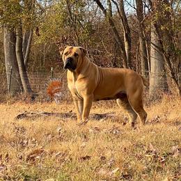 Njombe - Boerboel