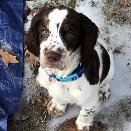 English Springer Spaniels from Angel English Springer Spaniels