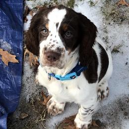 English Springer Spaniels from Angel English Springer Spaniels