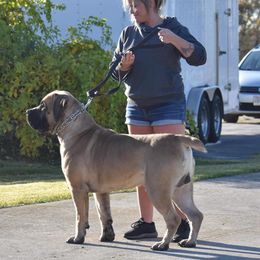 Chester - Boerboel