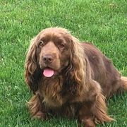Piper - Sussex Spaniel