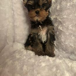 LB boy lt green - Blue and gold male Yorkshire Terrier puppy in Alburnett, Iowa from Hobbs Shire Yorkies