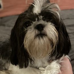 Macy - Shih Tzu