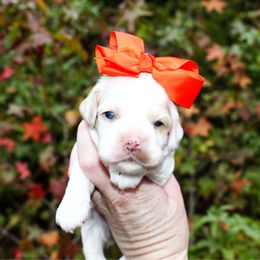 Bonnie - Buff and white female Cocker Spaniel puppy in Rattan, Oklahoma from Double M Cocker Spaniels