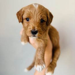 Max - Apricot male Goldendoodle puppy in Auburn, Indiana from Martin’s Doodles