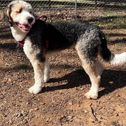 Bernedoodle, Goldendoodle, and Poodle Puppies from Poodles and Doodles By Grace