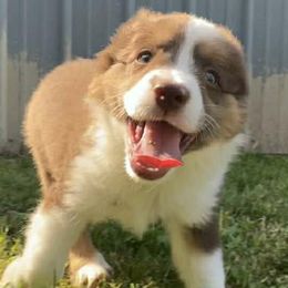 Sam- Sammy girl - Red tri-color female Miniature American Shepherd puppy in Vale, Oregon from War Eagle Kennel