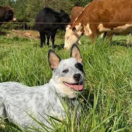 Australian Cattle Dogs, Miniature Schnauzers, Pembroke Welsh Corgis, and Toy Australian Shepherds from Blue Creek Farms