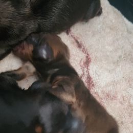 Girl 3 - Red Dachshund puppy in Phoenix, Arizona from Jennifer's Guardian Doxies