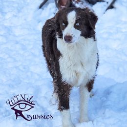 Fyra - Australian Shepherd