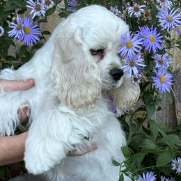 Barbie - Cocker Spaniel