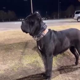 Shego - Cane Corso