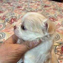 Carl - Cream male Chihuahua puppy in Seneca, Missouri from Stephanie’s Puppy Colony