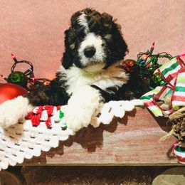 Bernedoodle Puppies from Moose Tracks Bernedoodles