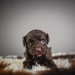Drift - Brown male Poodle puppy in Caldwell, Idaho from Boise Doodle Co.