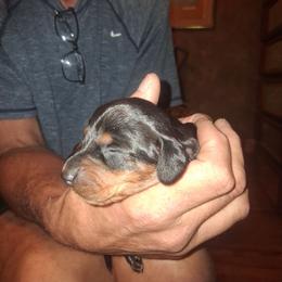 Jake - Black and tan male Dachshund puppy in Paducah, Kentucky from Donette's Doxies