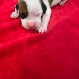 Boy 8 - White male Boxer puppy in Nashville, Tennessee from Best Friends