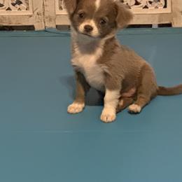 Granite - Chocolate blue male Chihuahua puppy in Northboro, Iowa from So Sweet Chihuahuas