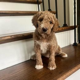 Paris - Red  female Goldendoodle puppy in New Waverly, Texas from C.P. Puppy Buddies