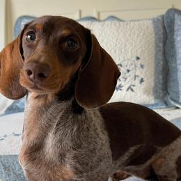 Cupid - Dachshund