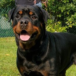 Rottweilers from Morton Von Hause Rottweilers