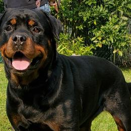 Rottweilers from Morton Von Hause Rottweilers