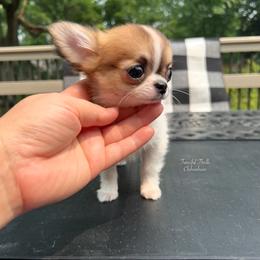 Falcon - Red and white male Chihuahua puppy in Michigan from Fanciful Thrills Kennel