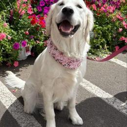 Golden Retriever All Grown Up from Red Sky Ranch