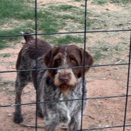 Belle - Wirehaired Pointing Griffon