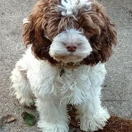 Cockapoos from MoonShine Babies Cockapoos