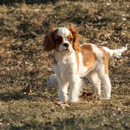 Cavalier King Charles Spaniel Puppies from Kelley Cavaliers