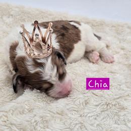 Chia - Sable female Bernedoodle puppy in Neillsville, Wisconsin from Granton Creek