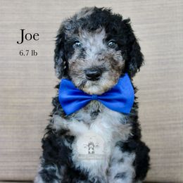 Joe - Blue merle and white male Sheepadoodle puppy in Comanche, Texas from Central Texas Doodles, LLC.