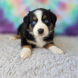 Athena - Black tri female Miniature Australian Shepherd puppy in Church Hill, Tennessee from Hippie Dog Haven