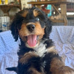 Max - Black tri-color male Aussiedoodle puppy in Scottsdale, Arizona from B & T's Aussies & Aussie Doodle's