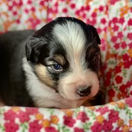 Yellow collar - Black tri female Miniature Australian Shepherd puppy in 32046, Florida from River Hill Ranch