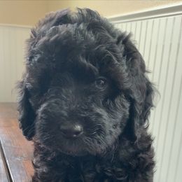 Sheepadoodle Puppies from Riley Grace Puppies