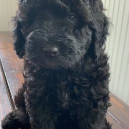 Sheepadoodle Puppies from Riley Grace Puppies