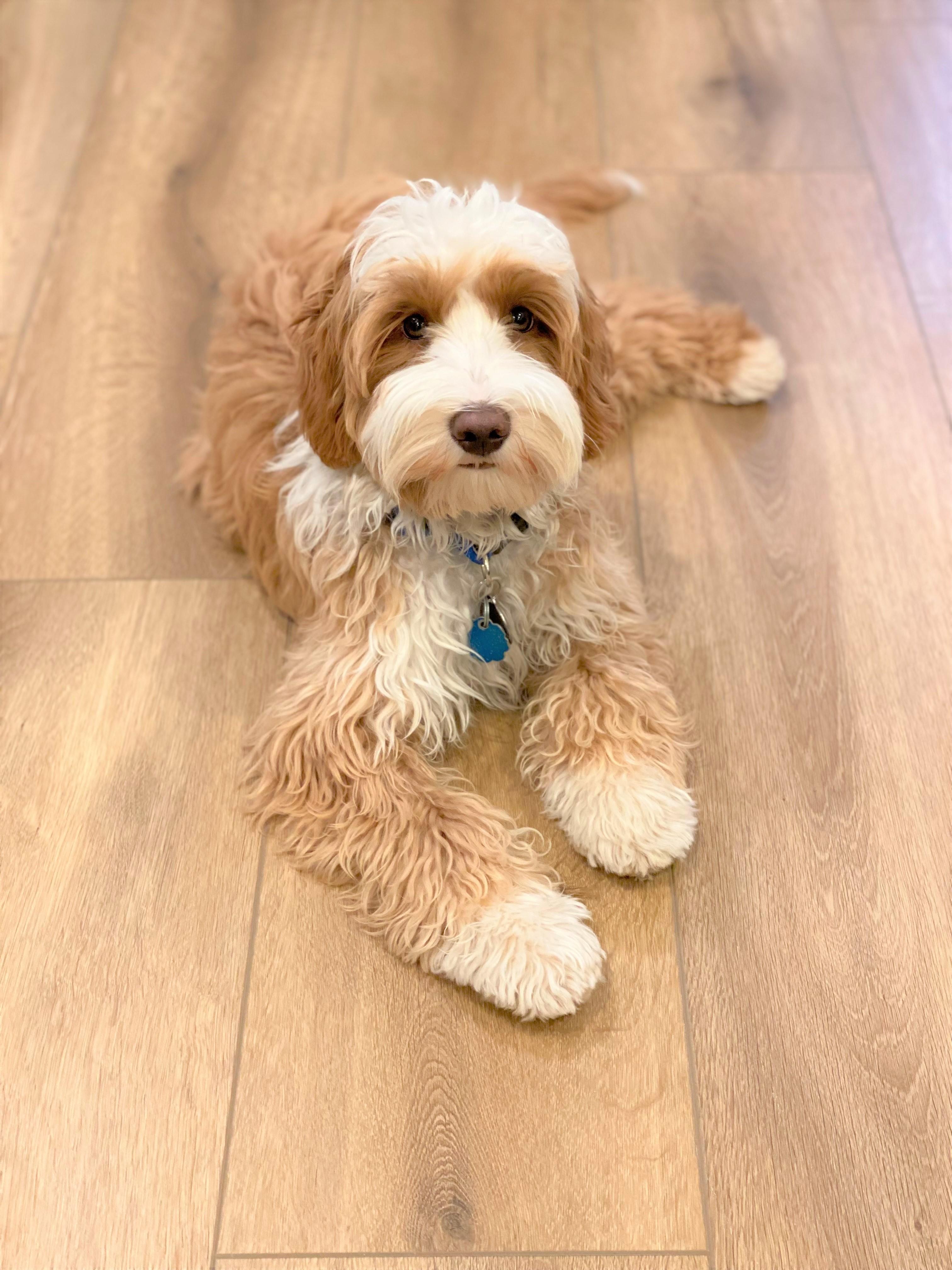 Leo