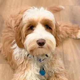 Leo - Australian Labradoodle
