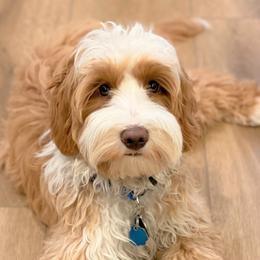 Leo - Australian Labradoodle