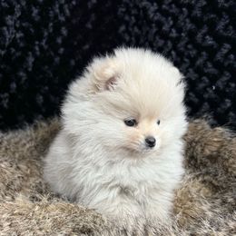 David - Cream male Pomeranian puppy in Greenville, Georgia from Breezy Hill Poms