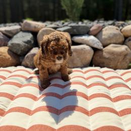 Orange - Sable male Poodle puppy in Wisconsin Rapids, Wisconsin from Clementi Pearl Golden and Poodle