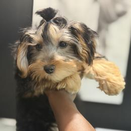 Old English Sheepdog, Poodle, Sheepadoodle, and Yorkipoo Puppies from Love Tallulah Sheepadoodles LLC