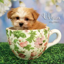Urban - Apricot male Mi-Ki puppy in Elizabeth, Colorado from Royal T Mi-Kis
