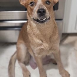 Australian Cattle Dogs from Cattle Dog Kennels