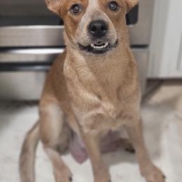 Australian Cattle Dogs from Cattle Dog Kennels