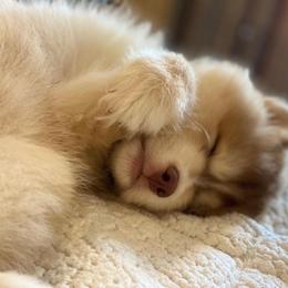 Pomsky Puppies from Florida Pomskies